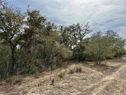 a view of a forest with trees in the background