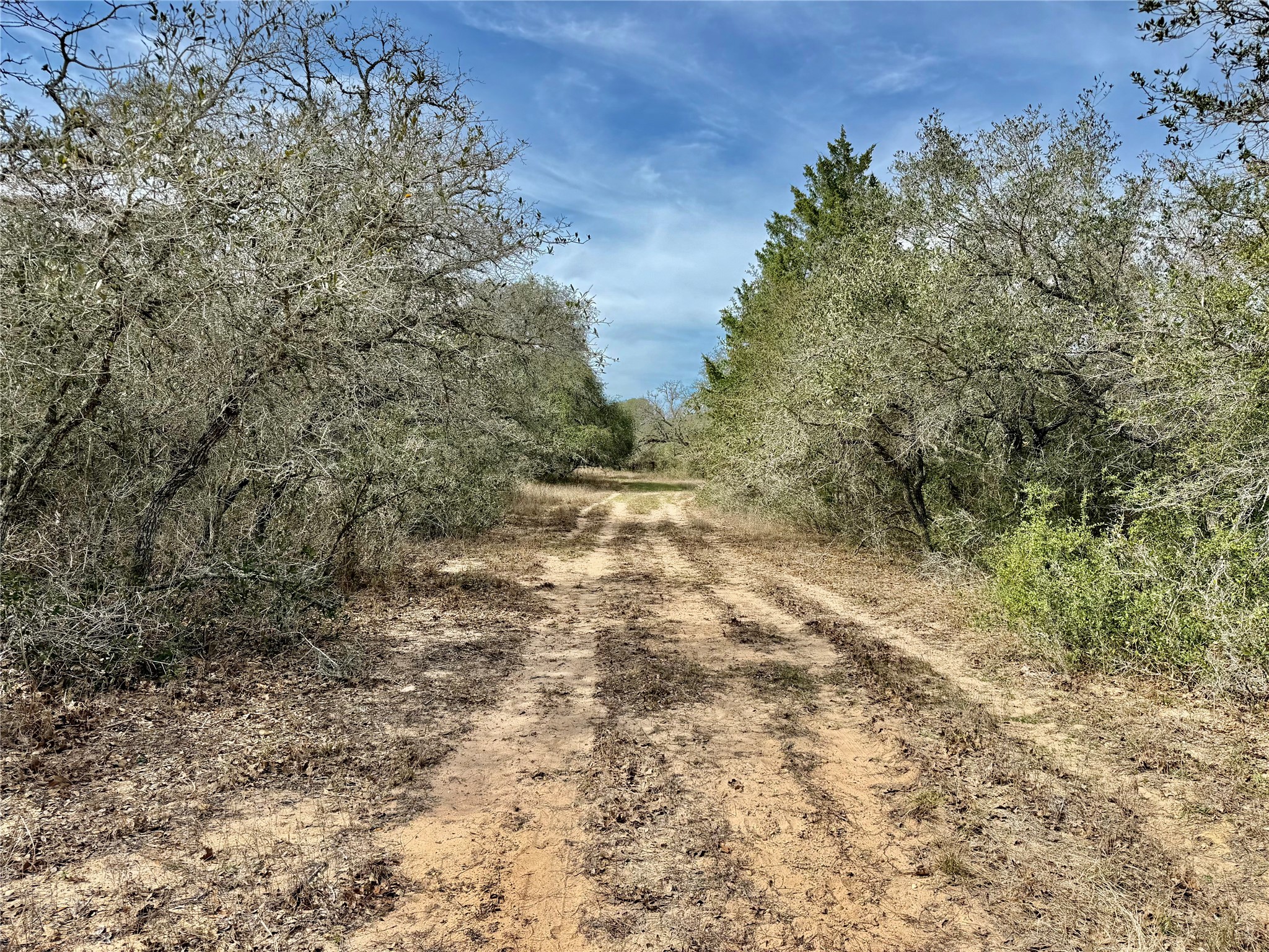 19.88-acres Friar Road Cuero, TX 77954 - Photo 7 of 19 a view of a yard with a tree