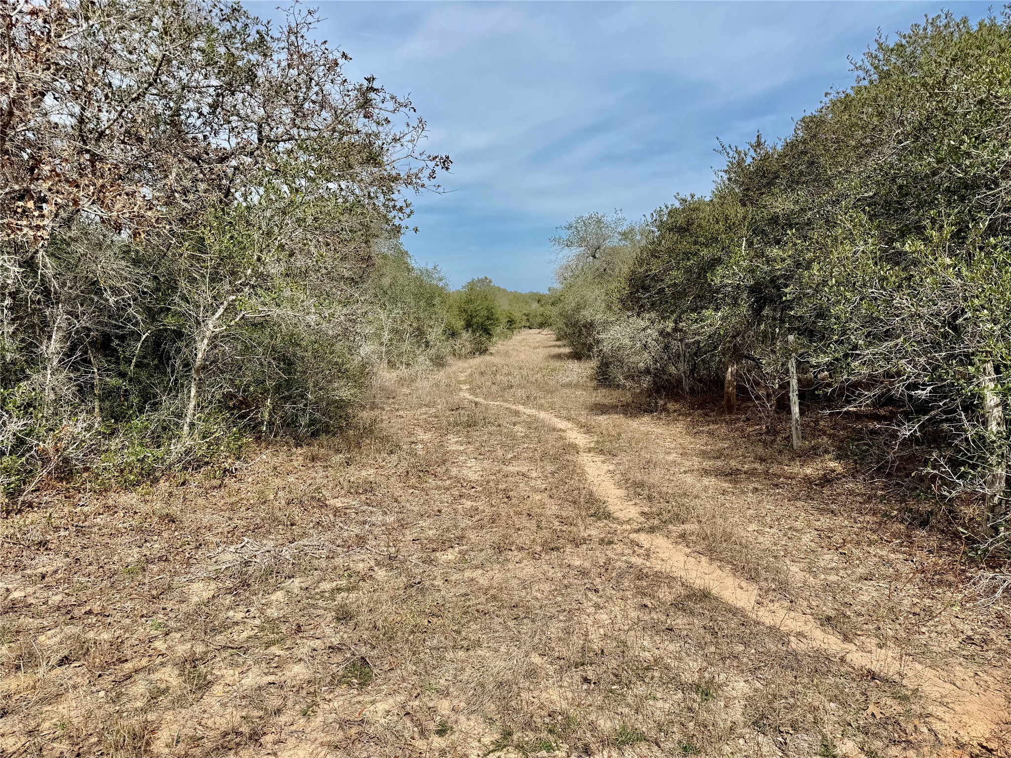 19.88-acres Friar Road Cuero, TX 77954 - Photo 8 of 19 a view of a forest with trees in the background