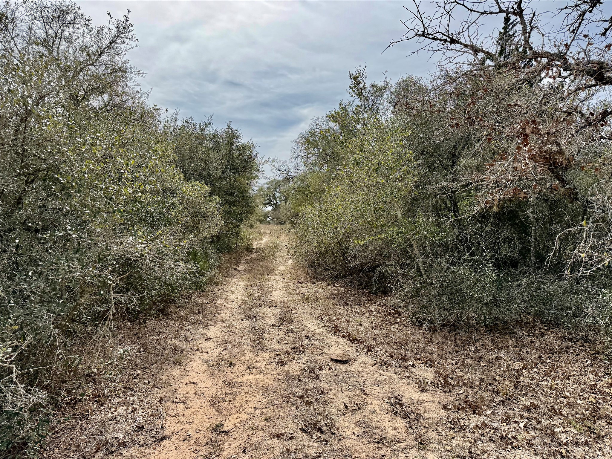 19.88-acres Friar Road Cuero, TX 77954 - Photo 10 of 19 a view of a yard with a tree