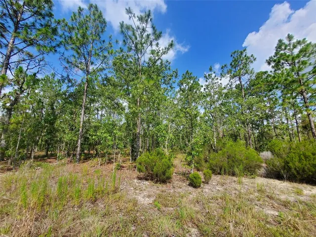 a view of a yard with plants and large trees