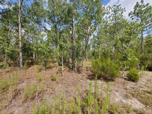 a view of a forest with trees in the background