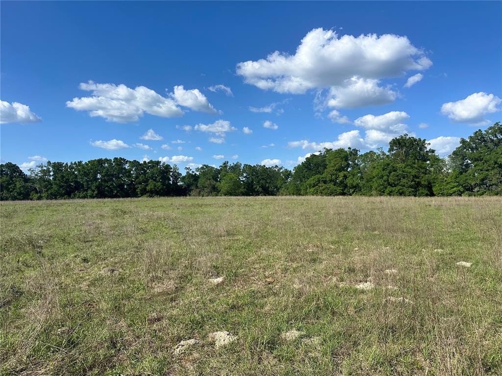 872 Southwest Fry Avenue, Unit C Fort White, FL 32038 - Photo 4 of 14 a view of a big yard with plants and a large tree