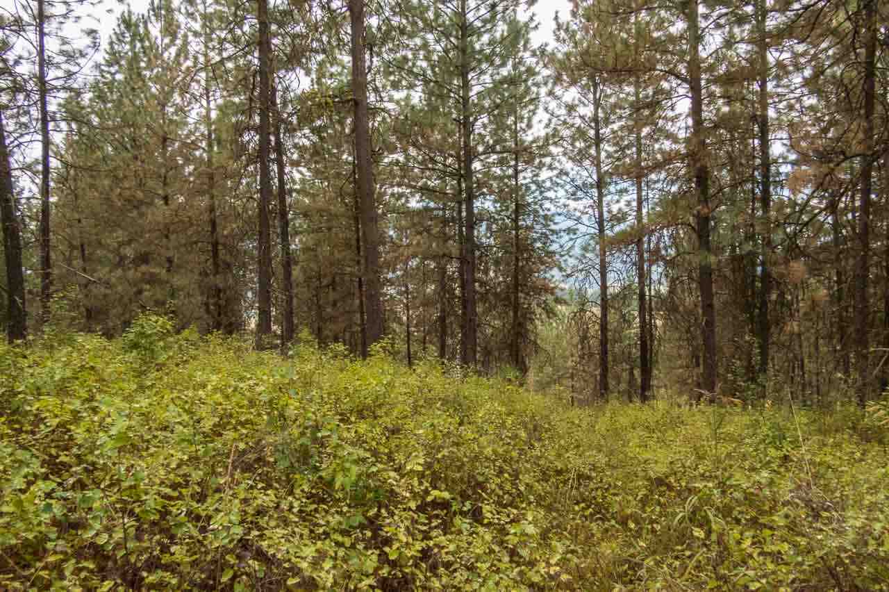 354 Rocky Lake Road Colville, WA 99114 - Photo 5 of 15
