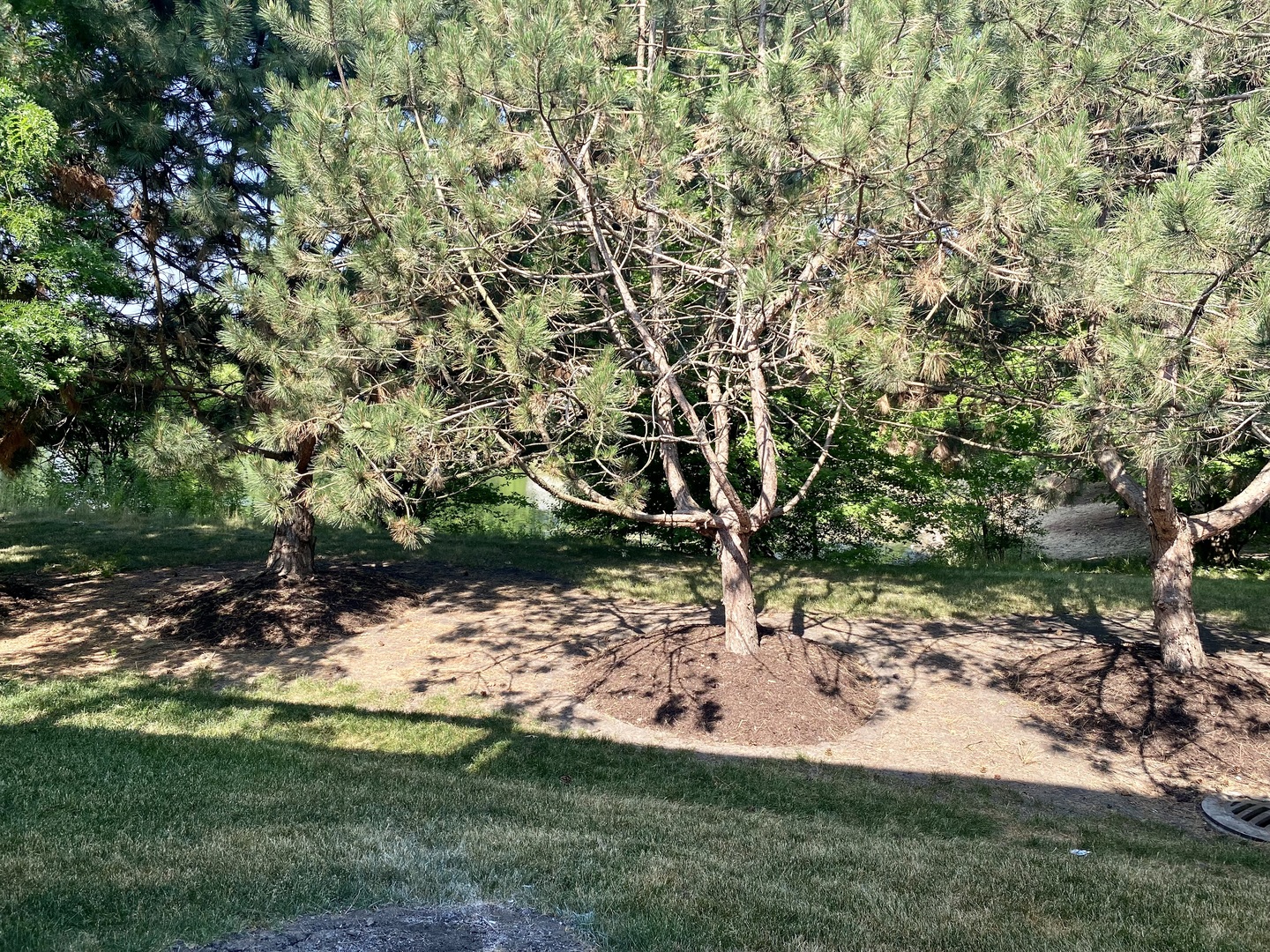 2402 Georgetown Circle Aurora, IL 60503 - Photo 10 of 10 a view of a yard with a tree