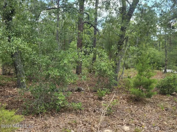 a view of a lush green forest