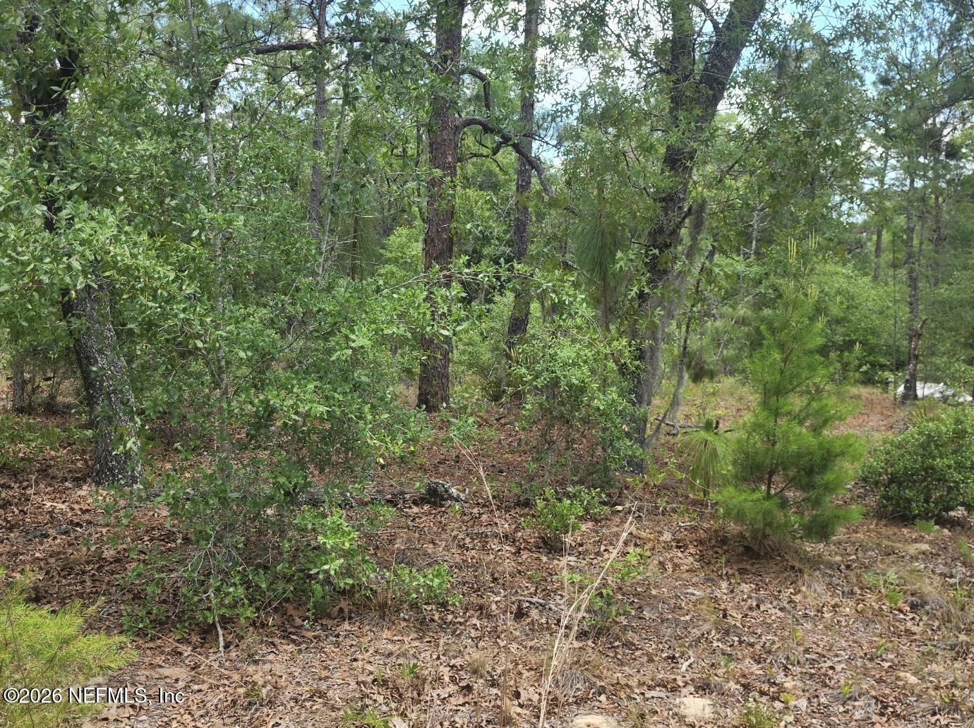 6399 Amherst Avenue Keystone Heights, FL 32656 - Photo 1 of 4 a view of a lush green forest