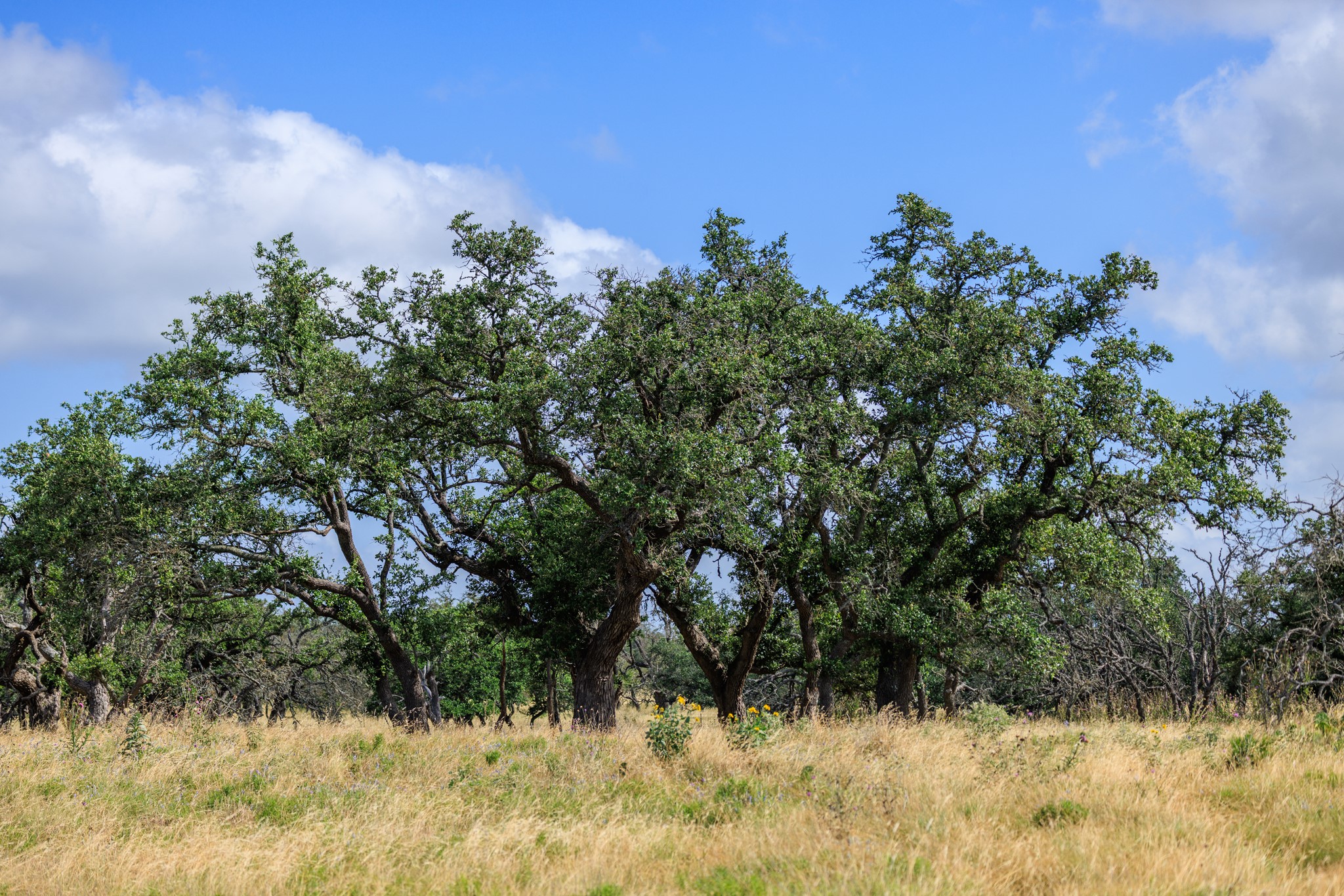 436 Stevens Ranch Road Harper, TX 78631 - Photo 18 of 31 Mature shade trees stand prominently across an open, grassy pasture under clear blue skies.