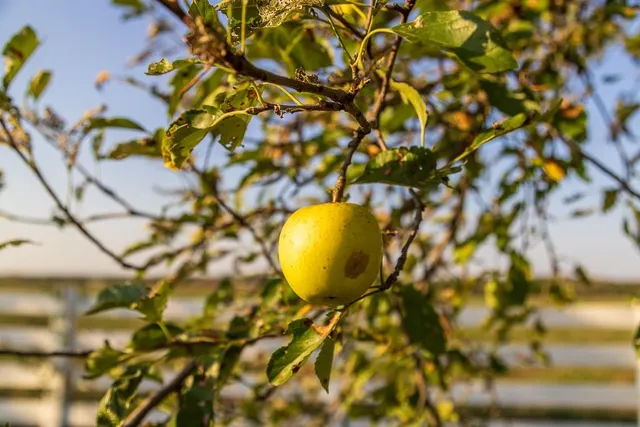 $515,000 | 800 Northwest 950 Road, Blairstown, MO 64726