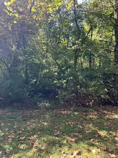 a view of a large tree