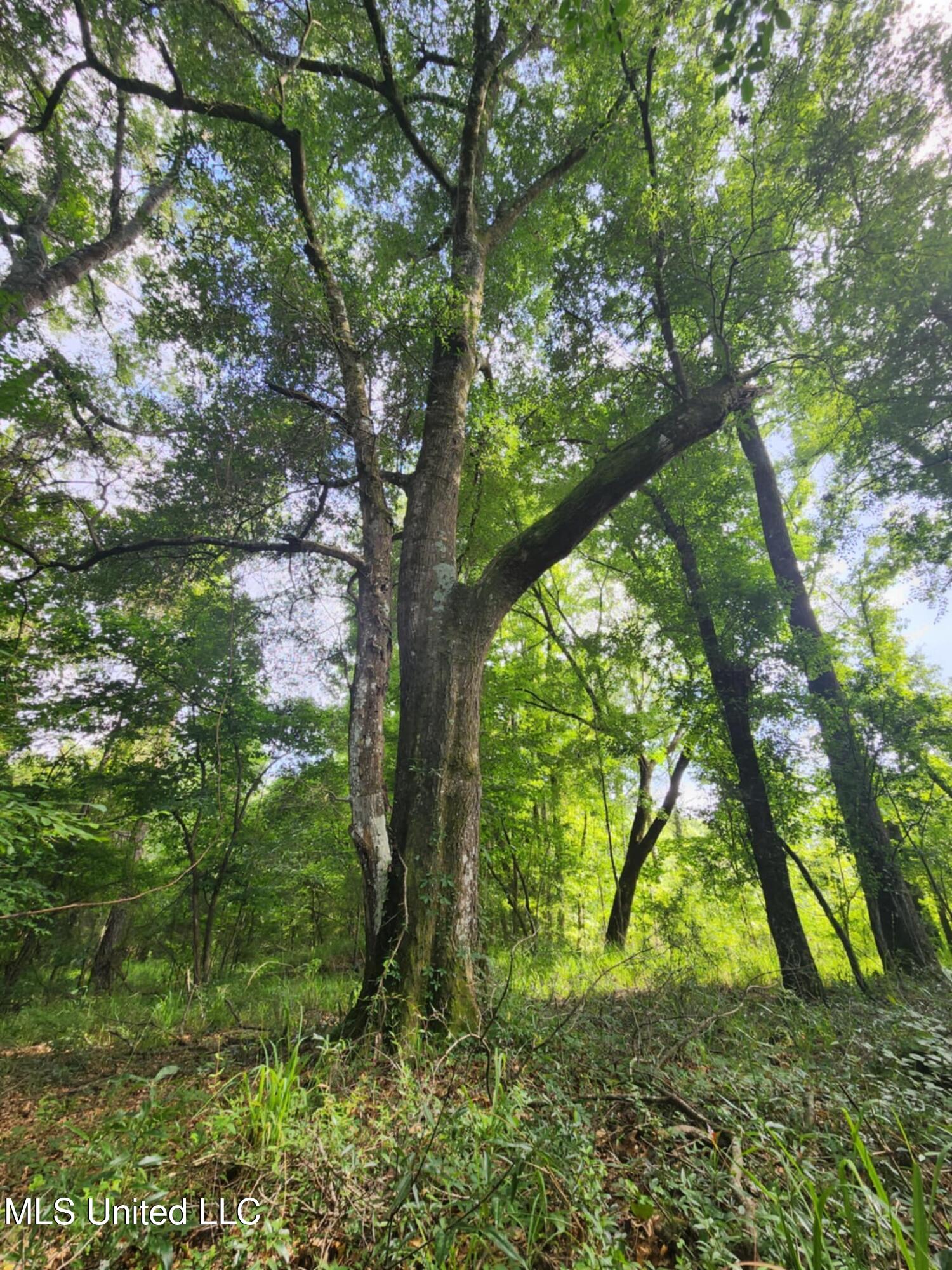 Phares Lane Roxie, MS 39661 - Photo 117 of 173 Messenger_creation_46F97637-4770-46C3-BF