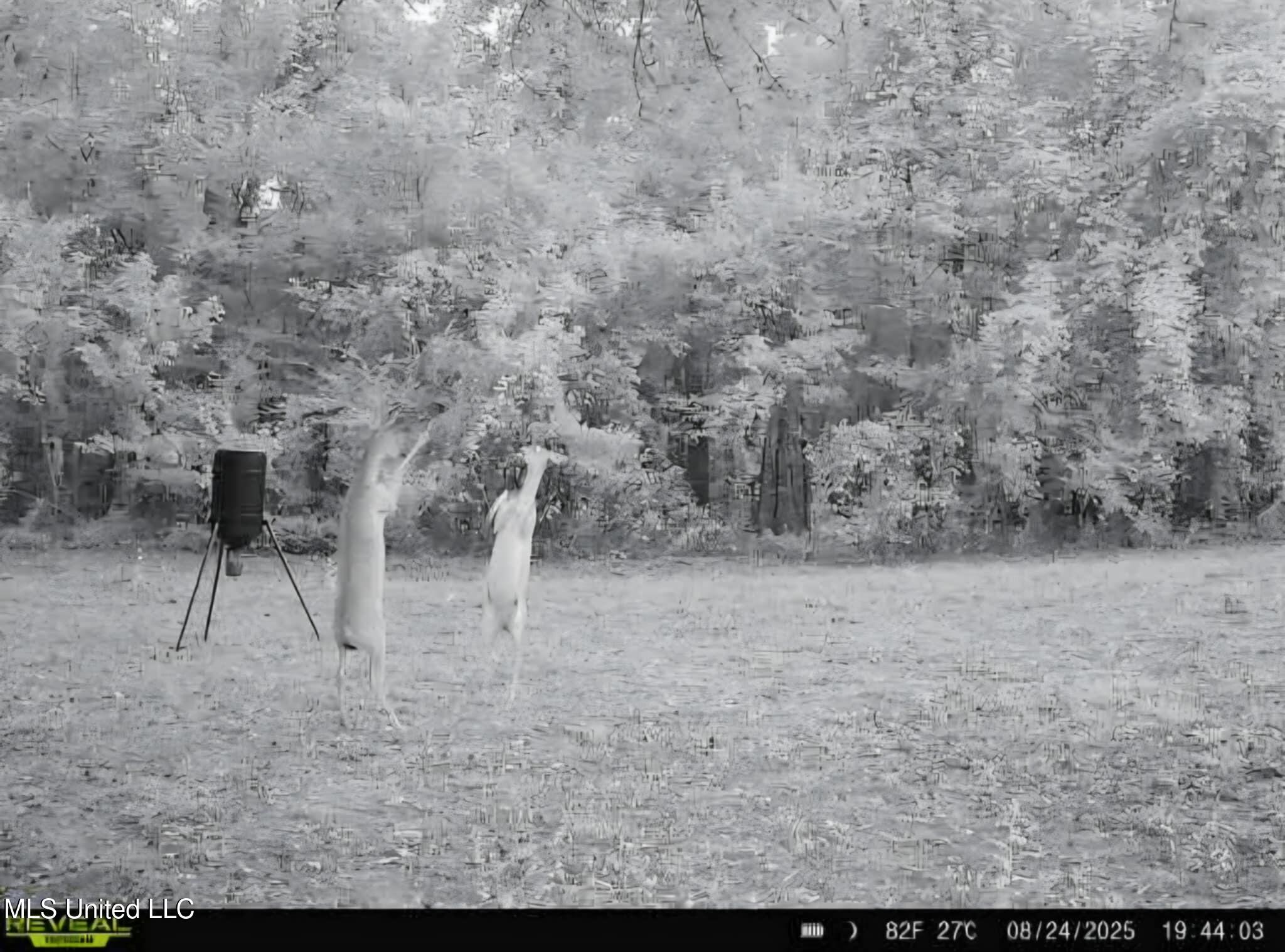 Phares Lane Roxie, MS 39661 - Photo 13 of 173 6cf8191d-669c-4de2-88ce-414b373e5815