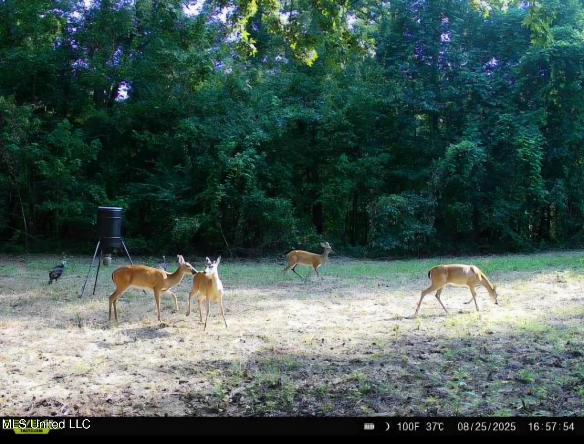 Phares Lane Roxie, MS 39661 - Photo 136 of 173 Messenger_creation_8003EA84-6A0E-41AE-9D