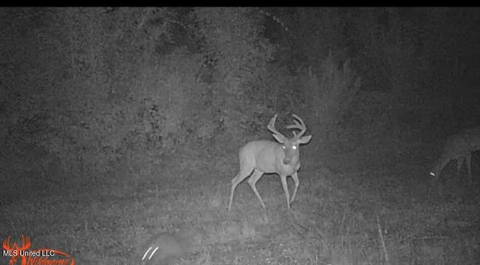 Phares Lane Roxie, MS 39661 - Photo 14 of 173 8b5e20e8-5593-4157-a176-425efab7c330