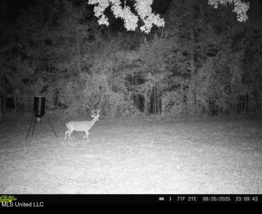 Phares Lane Roxie, MS 39661 - Photo 142 of 173 Messenger_creation_7643586B-99FD-4C36-BA