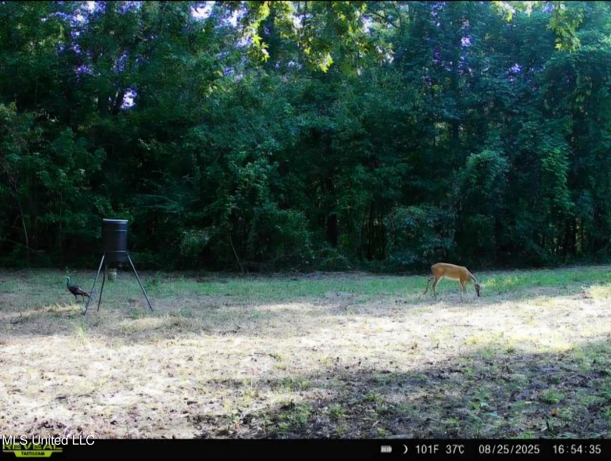 Phares Lane Roxie, MS 39661 - Photo 148 of 173 Messenger_creation_AC5D01D0-27B5-404E-A3