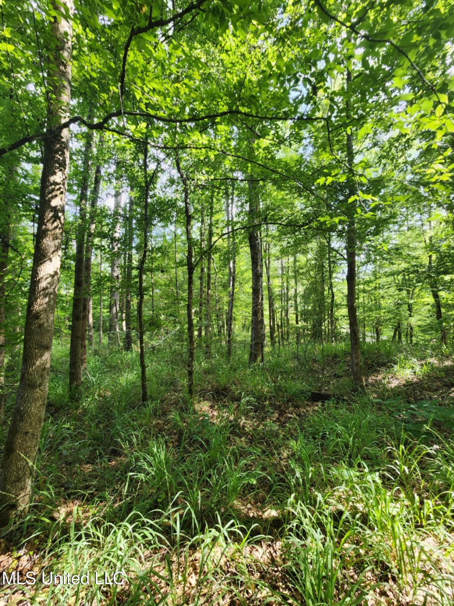 Phares Lane Roxie, MS 39661 - Photo 153 of 173 Messenger_creation_BE7E124C-6434-4D3A-85