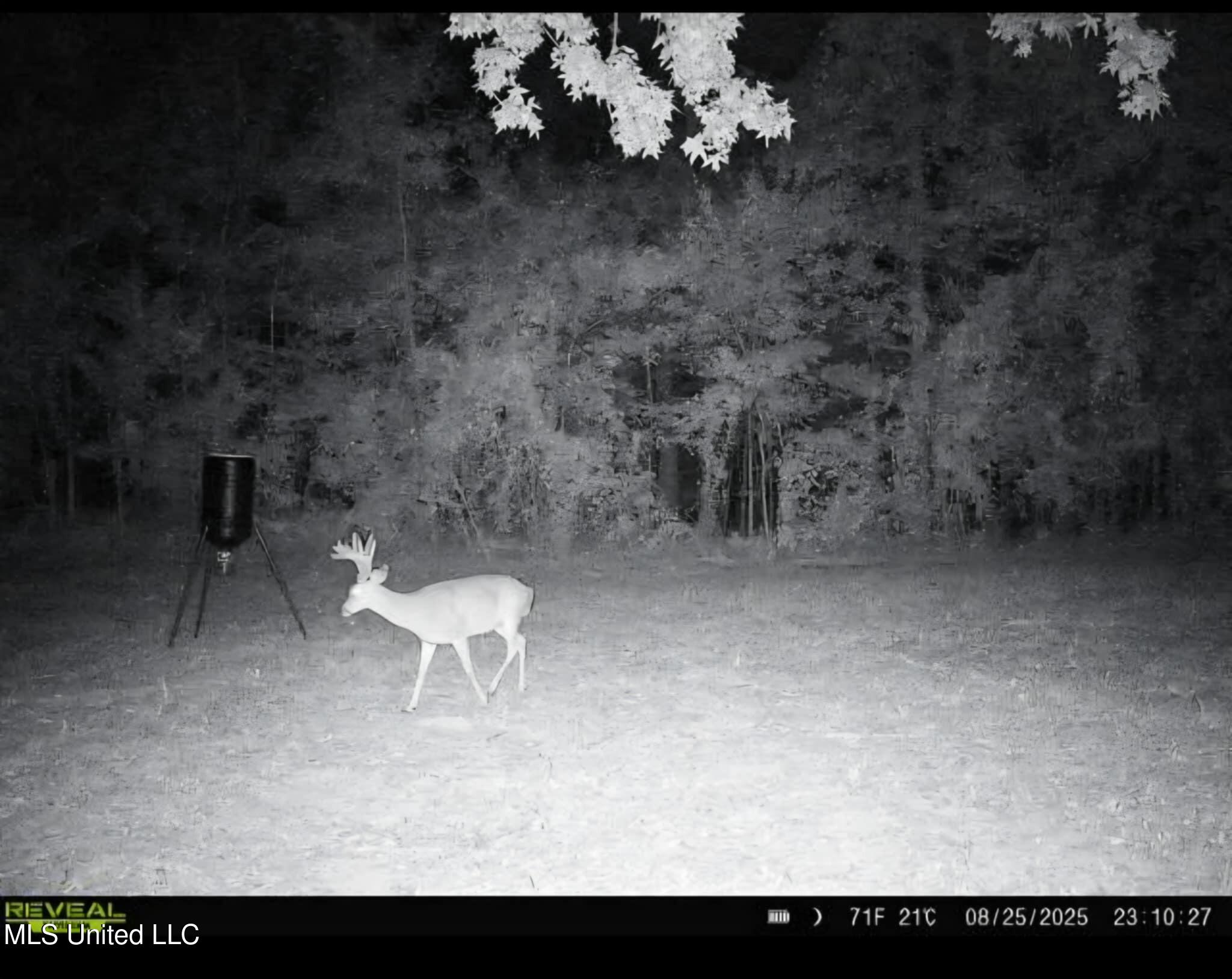 Phares Lane Roxie, MS 39661 - Photo 160 of 173 Messenger_creation_D3A384D8-487E-4486-9B