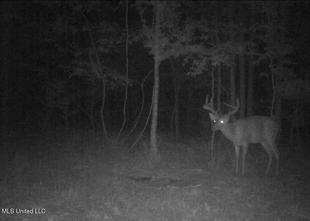 Phares Lane Roxie, MS 39661 - Photo 23 of 173 82b3deb8-82e8-4cf1-9acb-70a3da2b3950