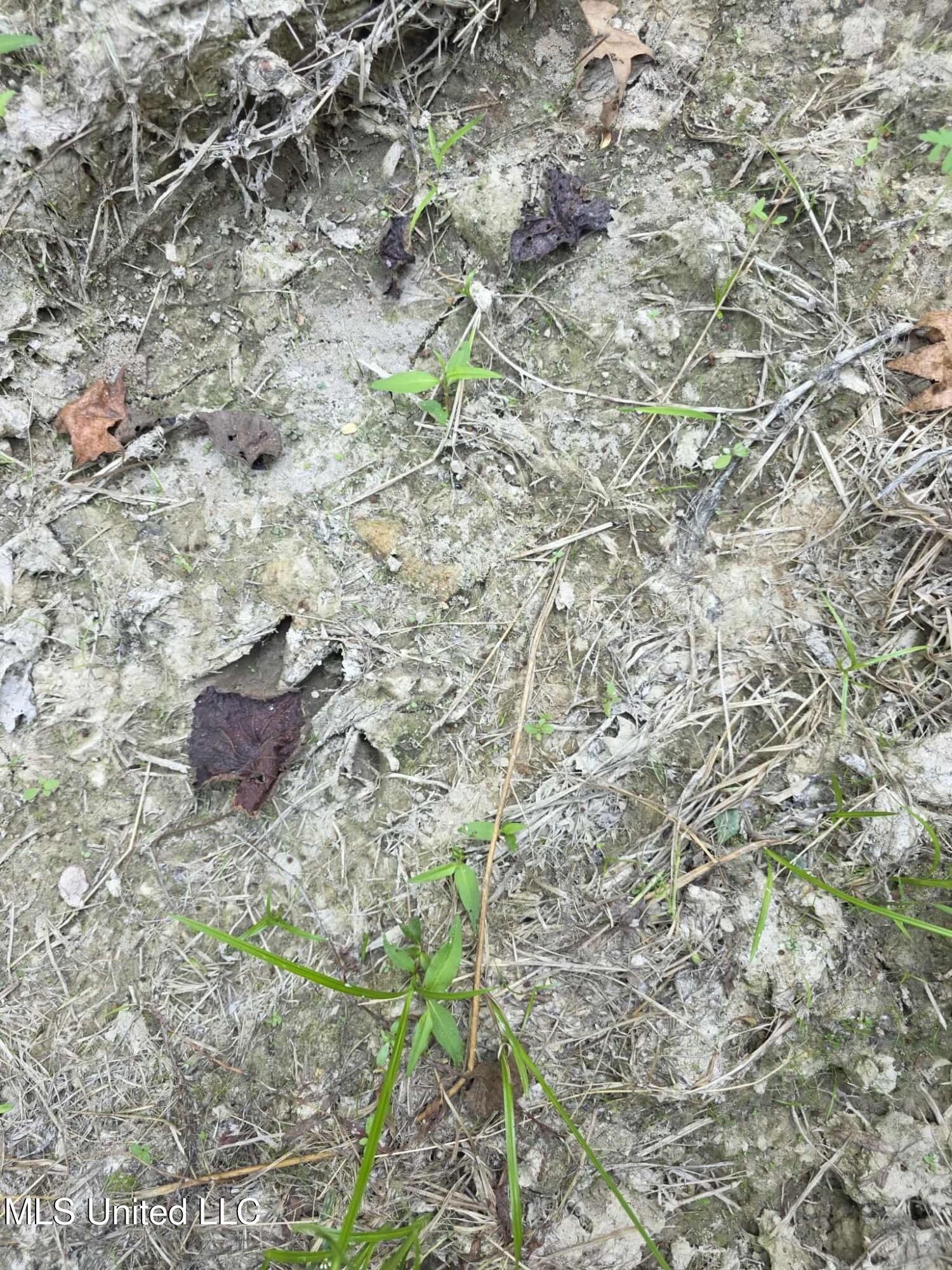 Phares Lane Roxie, MS 39661 - Photo 3 of 173 2aa2dd61-a9ea-4dbd-a7e8-d3d797c72220