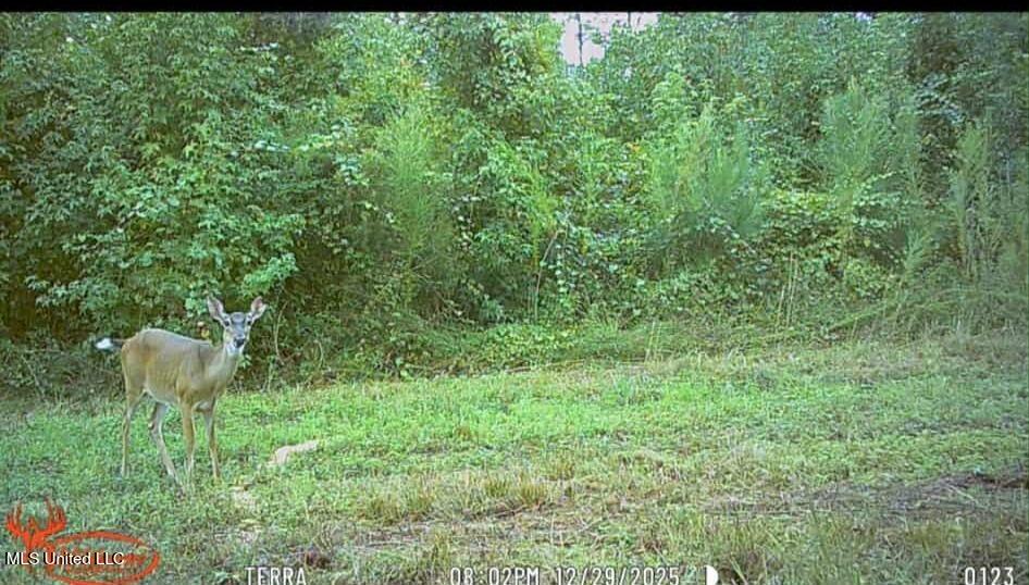 Phares Lane Roxie, MS 39661 - Photo 37 of 173 18609f9b-1c99-4d01-9d28-88049bab5480