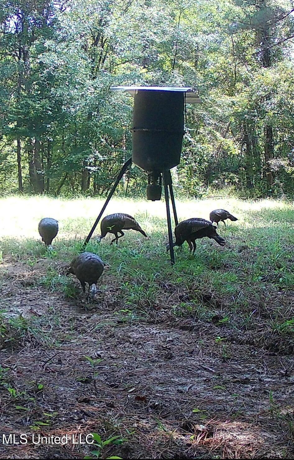 Phares Lane Roxie, MS 39661 - Photo 39 of 173 33228