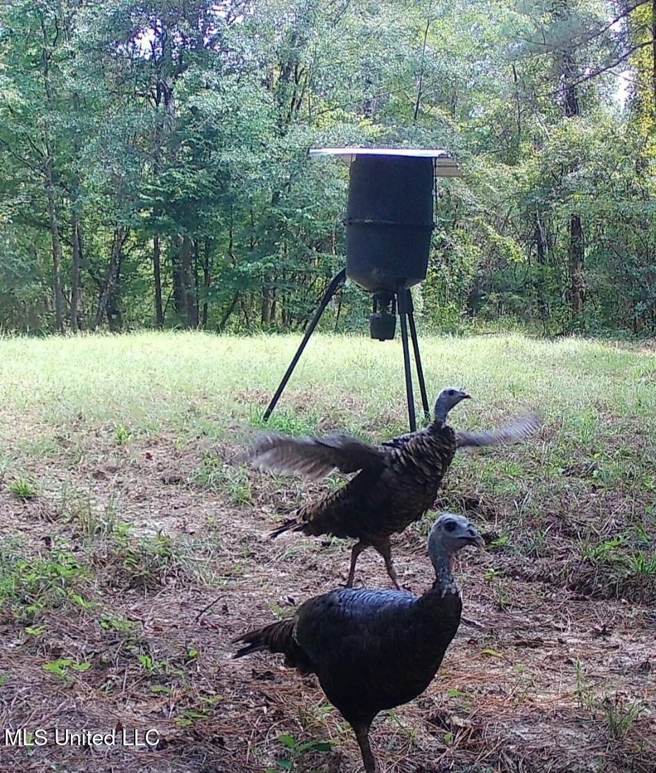 Phares Lane Roxie, MS 39661 - Photo 40 of 173 33229