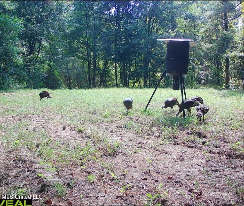 Phares Lane Roxie, MS 39661 - Photo 41 of 173 33230