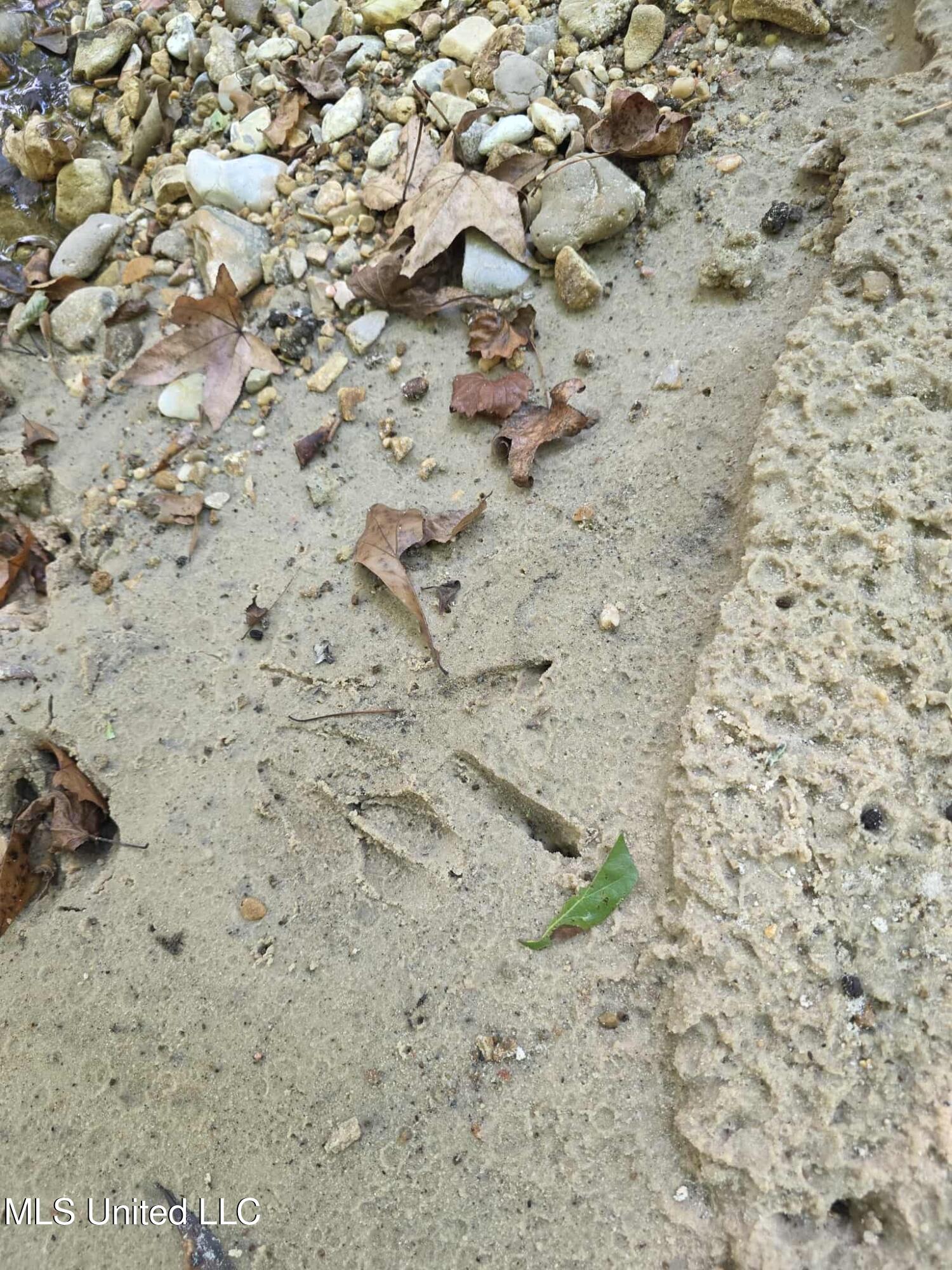 Phares Lane Roxie, MS 39661 - Photo 47 of 173 3206593d-bf16-4d20-a64a-079ca413d1d1