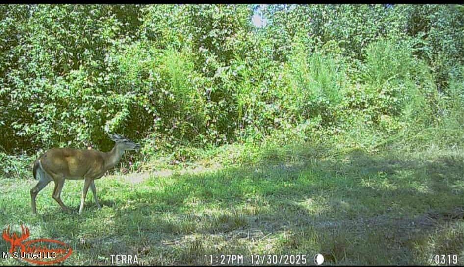 Phares Lane Roxie, MS 39661 - Photo 50 of 173 a1efcbfe-ca6a-4d8a-a93a-7b0027a28f30