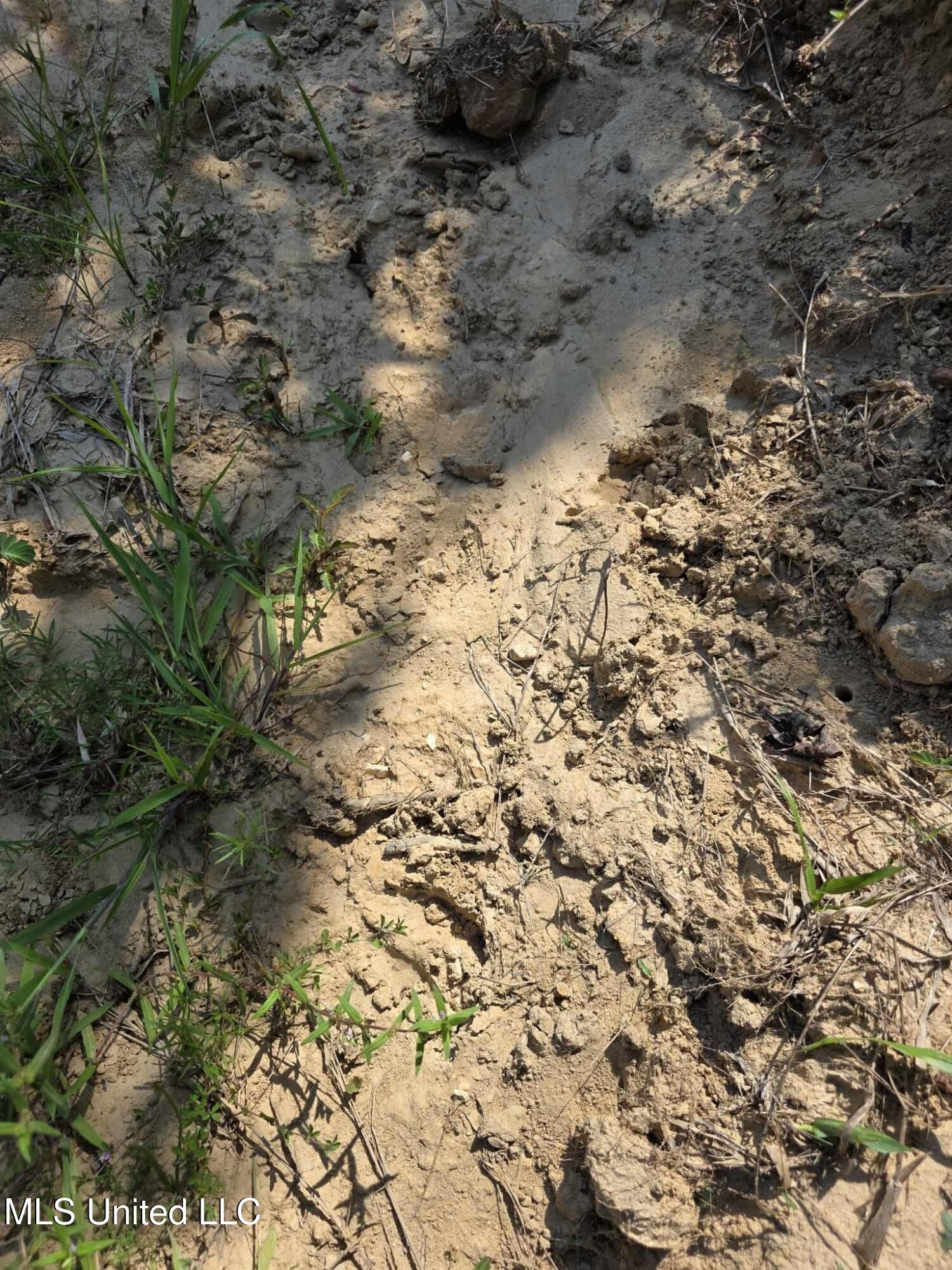 Phares Lane Roxie, MS 39661 - Photo 5 of 173 03d5308a-fe8f-4473-b3ab-98e0b7233207