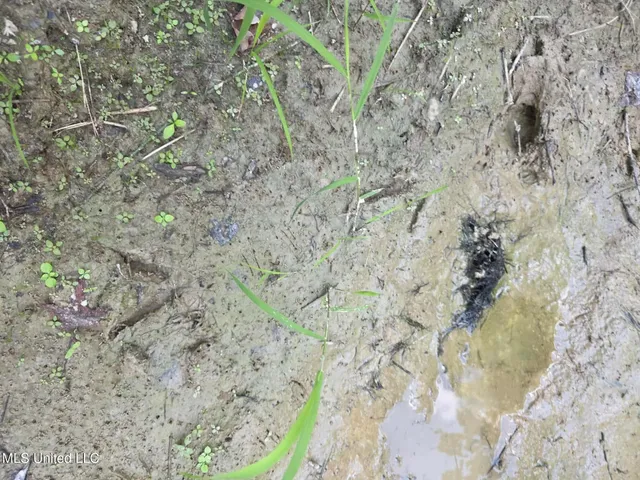 $1,299,000 | Phares Lane, Roxie, MS 39661