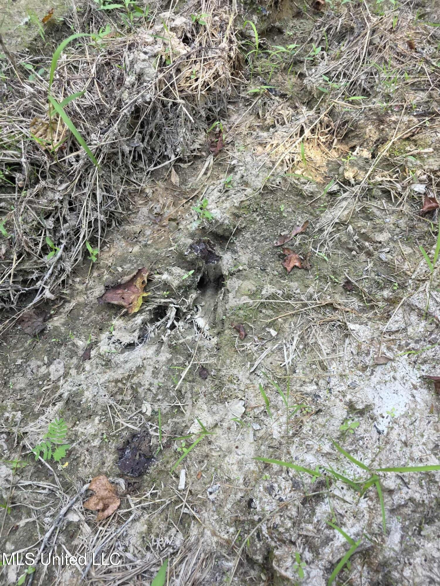 Phares Lane Roxie, MS 39661 - Photo 6 of 173 3af24543-db2a-4312-8585-aa2e754c0385