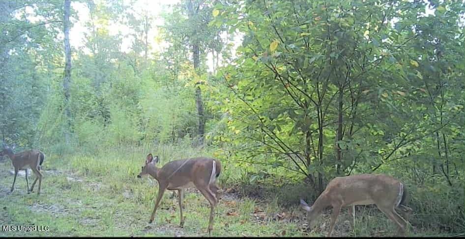 Phares Lane Roxie, MS 39661 - Photo 63 of 173 d9710750-0475-4168-bf0d-bc491ccf852f