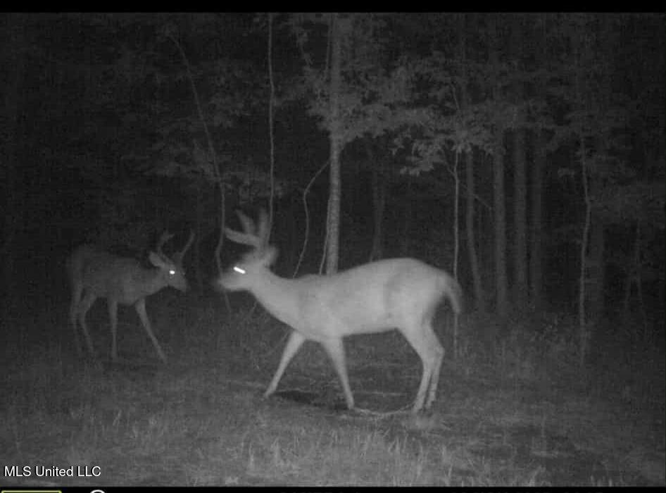Phares Lane Roxie, MS 39661 - Photo 64 of 173 df4af767-3fb7-4903-8b32-1711bda29c1e