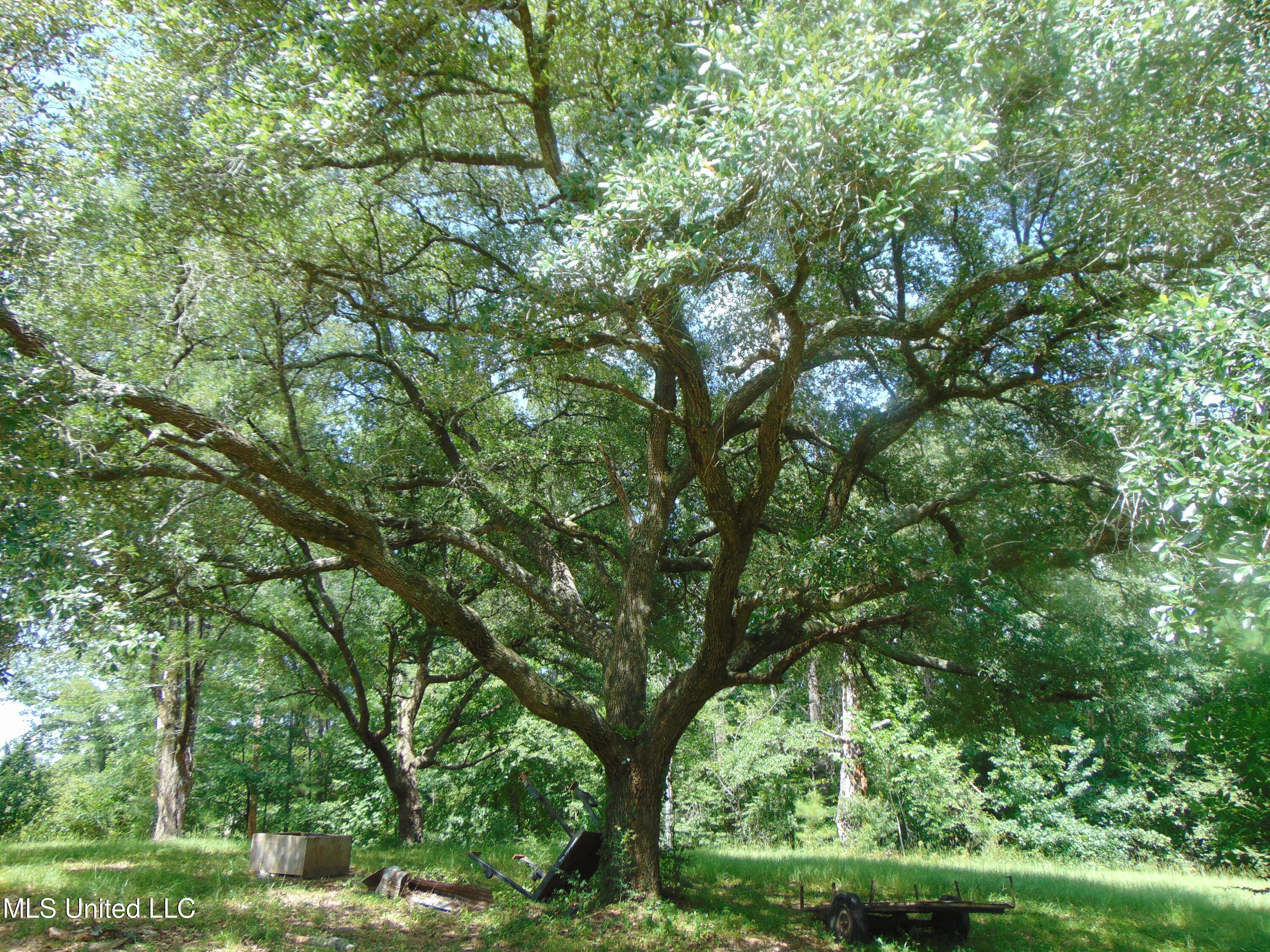 Phares Lane Roxie, MS 39661 - Photo 65 of 173 DSC05273