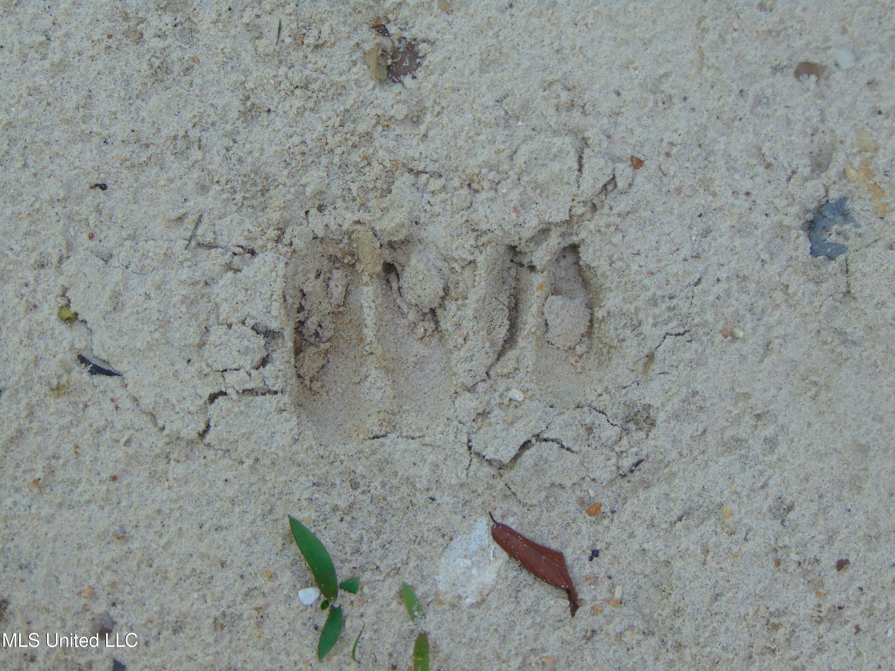 Phares Lane Roxie, MS 39661 - Photo 69 of 173 DSC05284