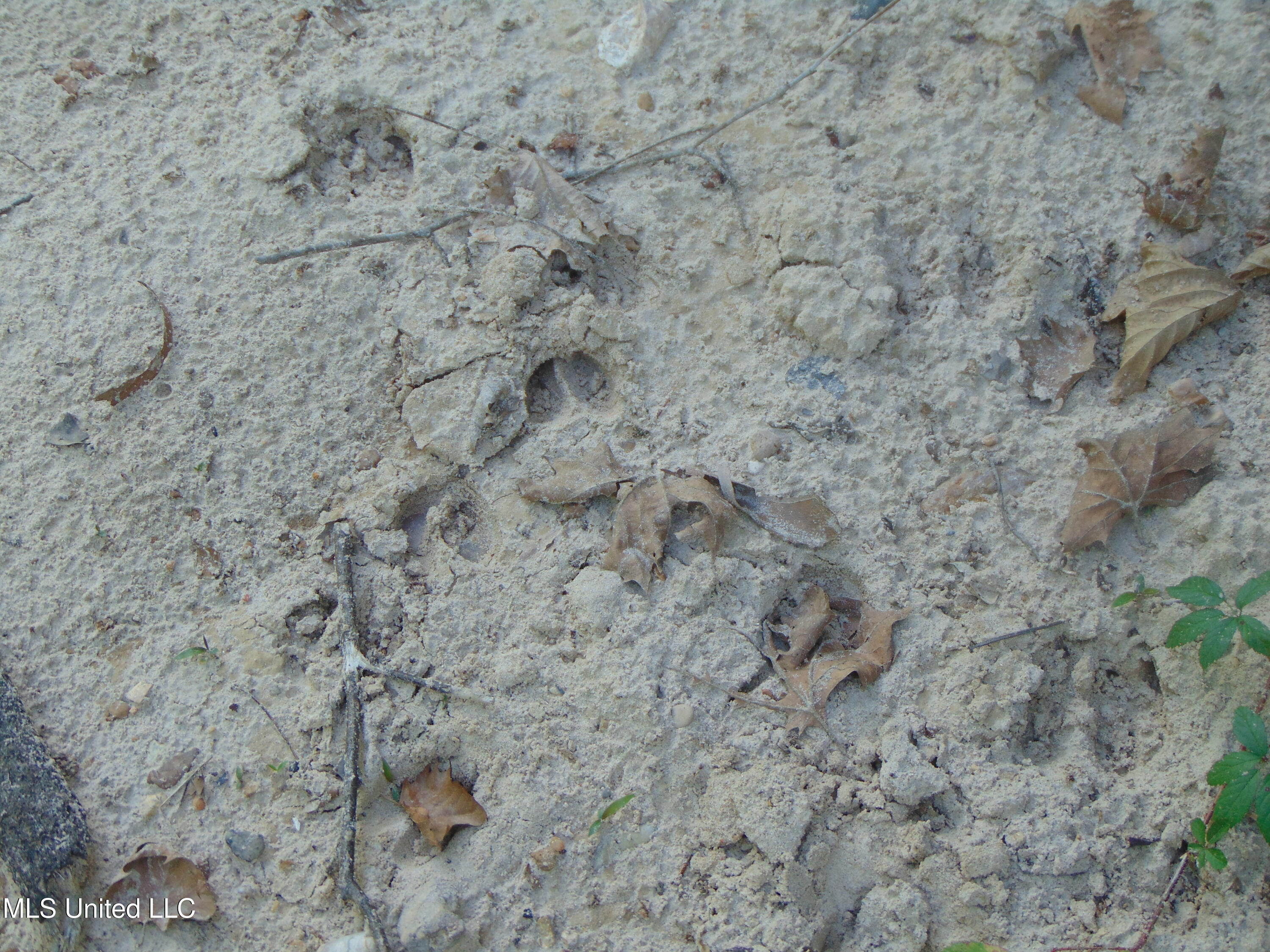 Phares Lane Roxie, MS 39661 - Photo 75 of 173 DSC05295