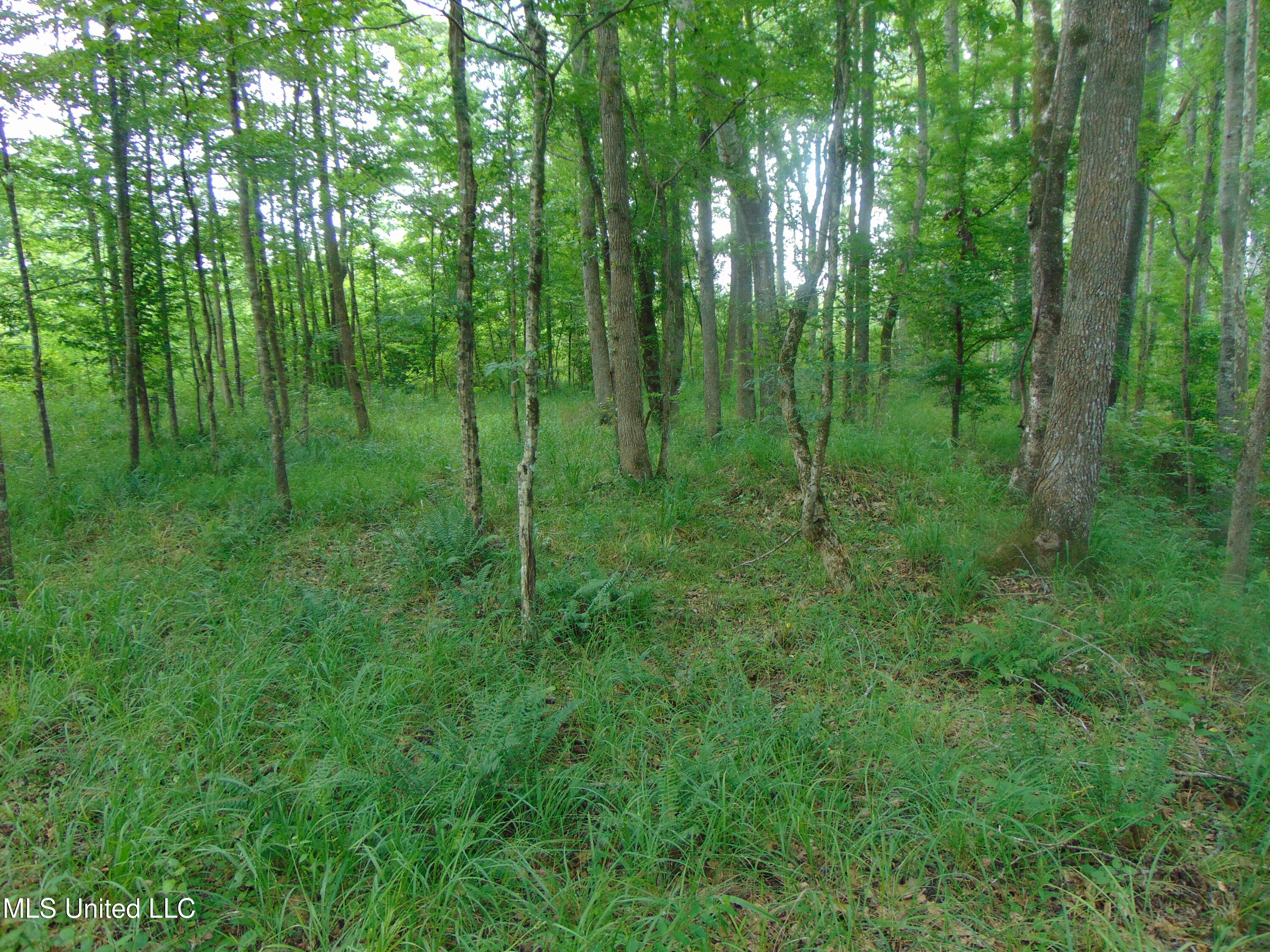 Phares Lane Roxie, MS 39661 - Photo 84 of 173 DSC05311