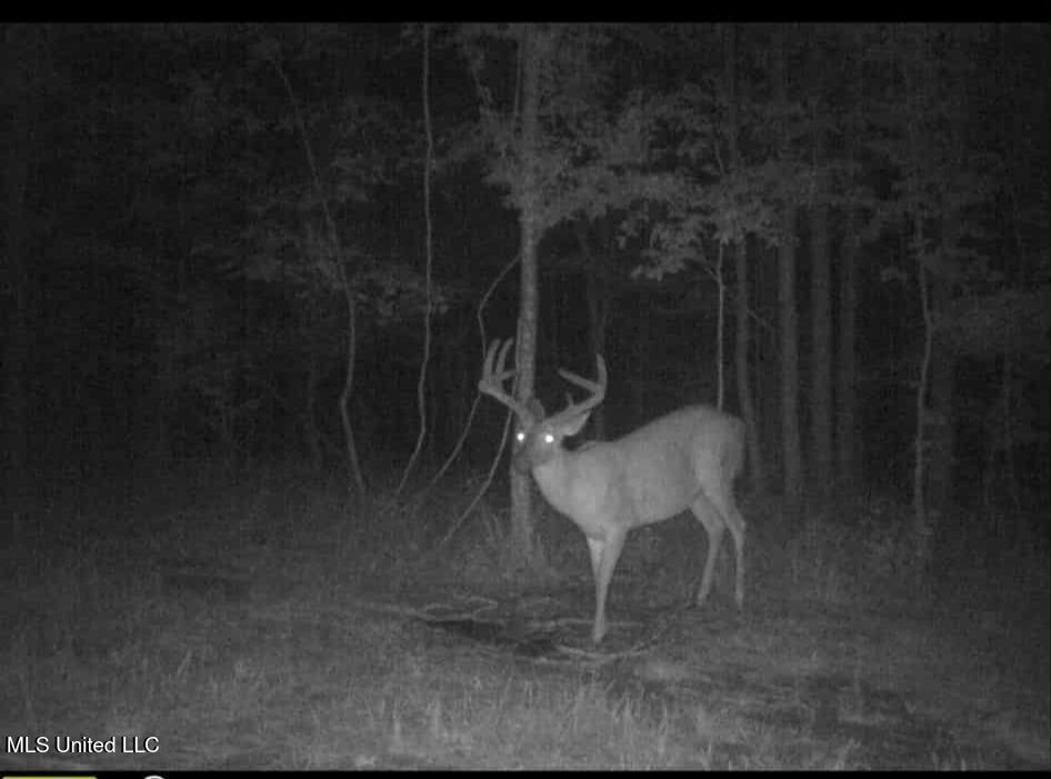 Phares Lane Roxie, MS 39661 - Photo 9 of 173 5f2ef54e-b88d-4bd6-91f0-28d6b2b4ee41