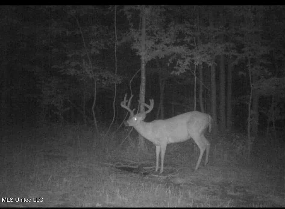 Phares Lane Roxie, MS 39661 - Photo 10 of 173 5f7cea64-8143-48a5-ba52-dbfd866b3db5