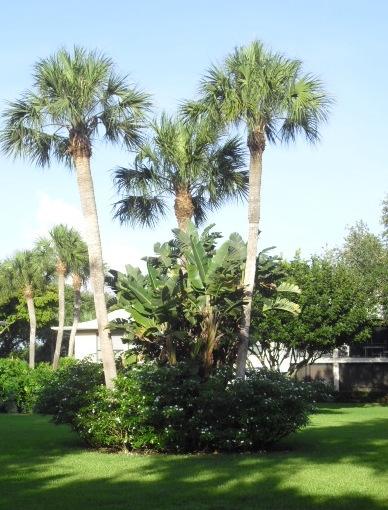 11 Concourse Drive, Unit 11A Tequesta, FL 33469 - Photo 2 of 54 Garden View from Patio