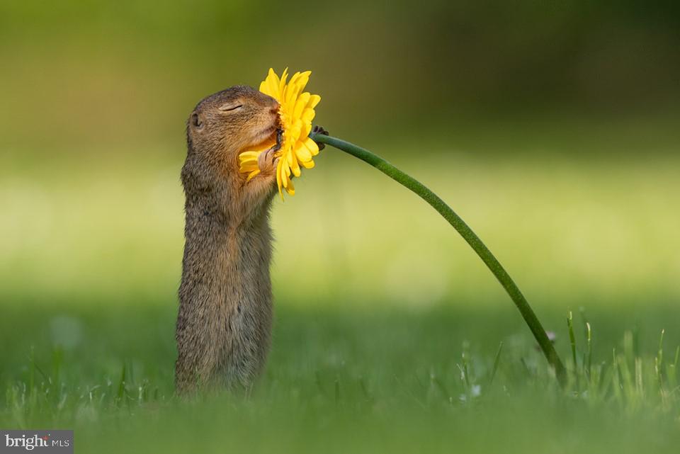 708 Haverford Road Ridley Park, PA 19078 - Photo 32 of 33 Take time to smell the flowers