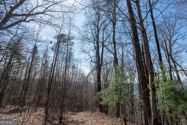 a view of a forest with trees in the background
