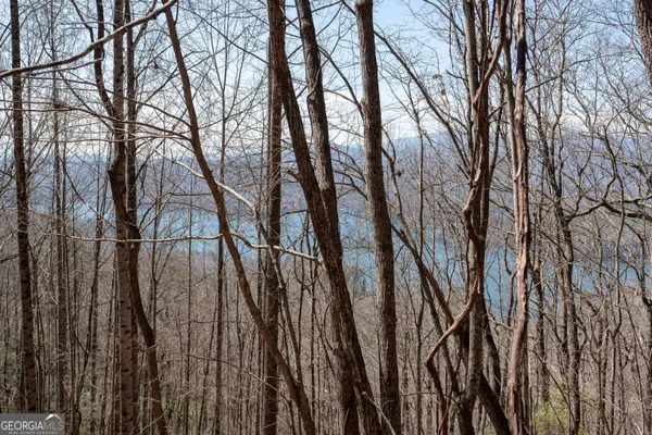 a view of lots of trees