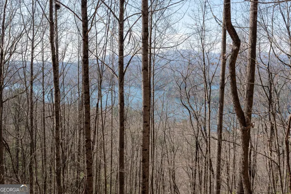 a view of a backyard with trees