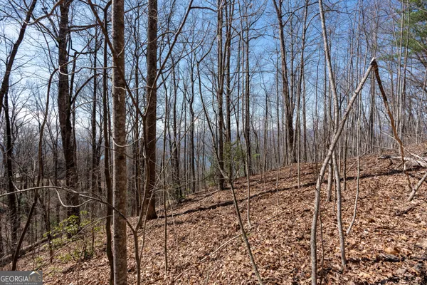 a view of a forest with a tree