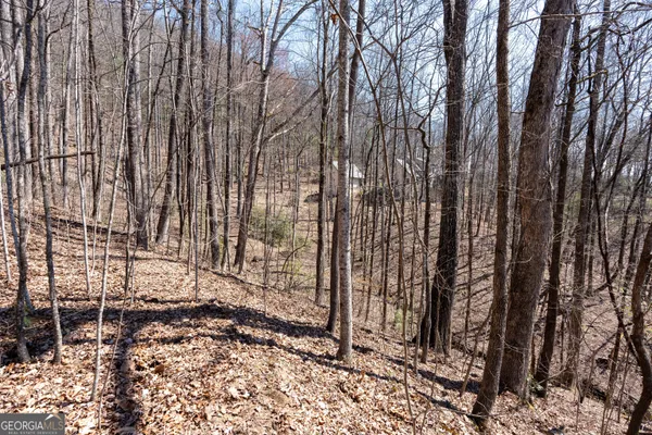 a view of lots of trees