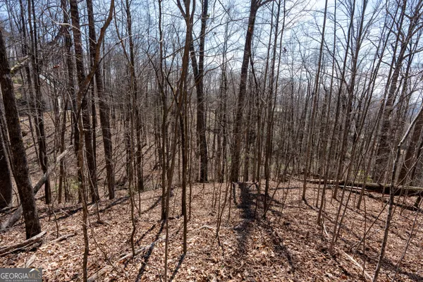 a view of a tree with a yard