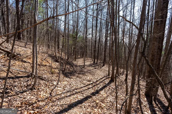 a view of a yard with street